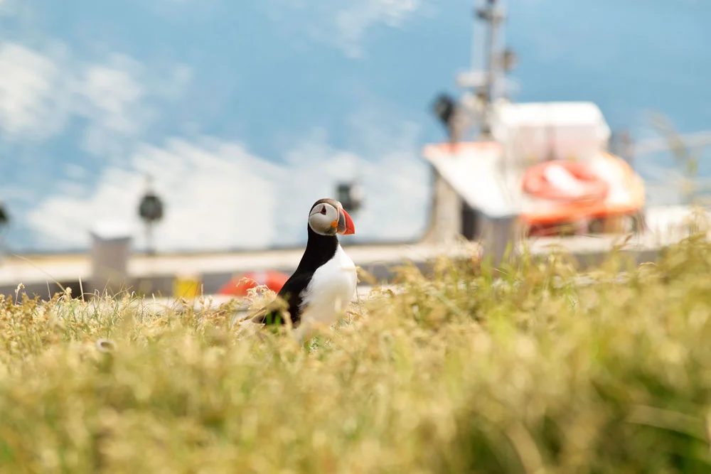 Macareux moine, puffin, Borgarfjörður Eystri, Islande