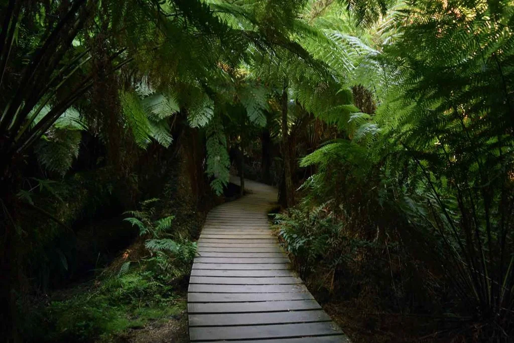 Maits Rest Rainforest