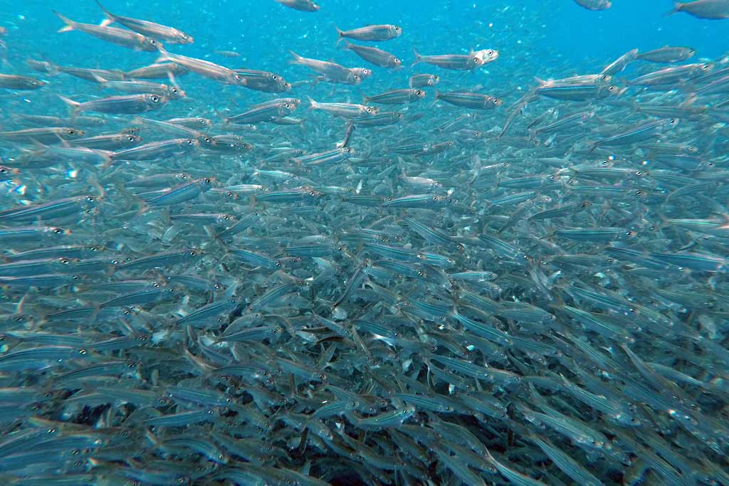 Moalboal sardines