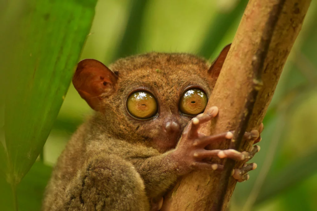 Philippines Tarsier