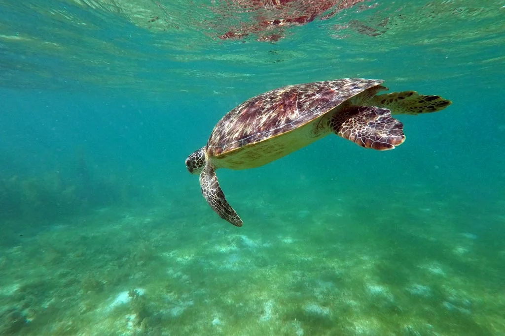 Tortue Poisson Canard Mola - Décoration Ou Jouet ? Par TraderBrock