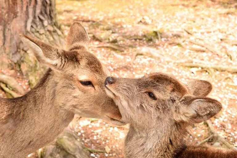 Cerf Nara Japon