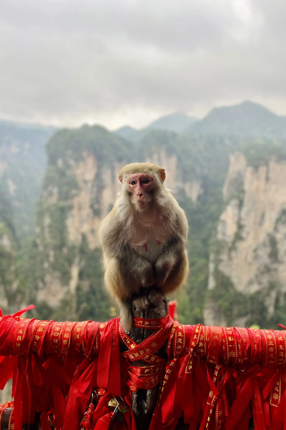 Singe à Zhangjiajie, en Chine